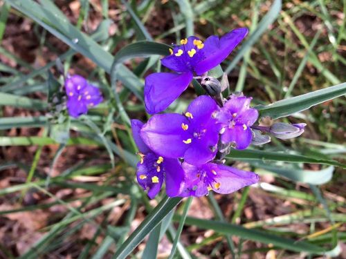 Vibrant purple flowers with yellow stamens, surrounded by green grass and leaves.
