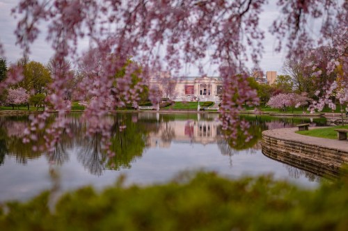 A serene park scene with cherry blossoms framing a calm lake, reflecting a building in the background.