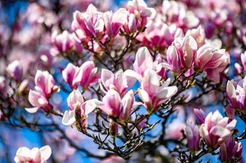 A close-up of a magnolia tree in bloom, featuring vibrant pink and white flowers against a clear blue sky.