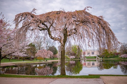 A weeping cherry tree in full bloom reflects in a calm pond, surrounded by lush greenery and other flowering trees.