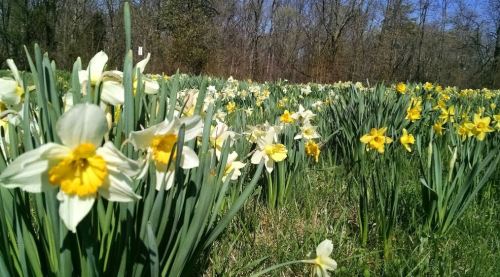 A vibrant field of yellow and white daffodils blooming amidst green grass and trees in the background.