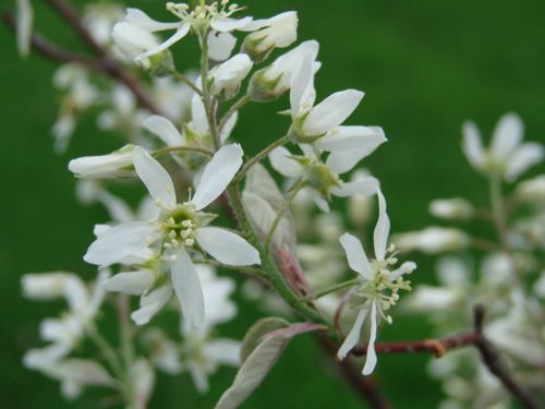 Close-up of delicate white flowers on a branch, set against a green background.