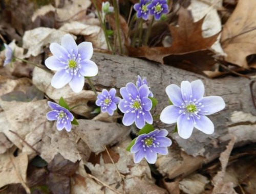 A cluster of delicate purple flowers blooming among dry leaves and a fallen log.