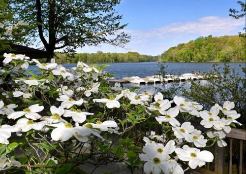 A serene lakeside view with blooming white flowers in the foreground and a dock extending into the water.