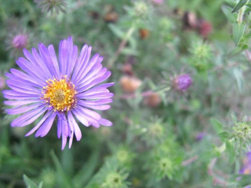 A close-up of a purple flower with yellow center, surrounded by green foliage and other small buds.