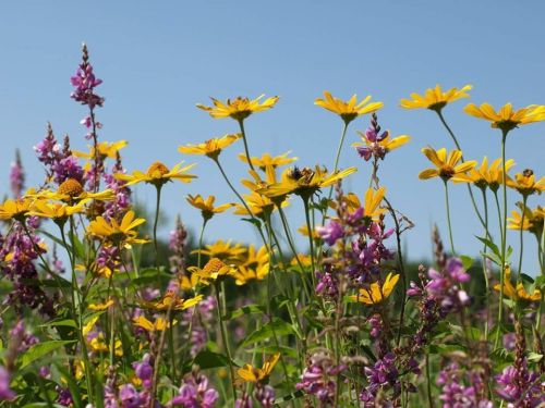 A vibrant field of yellow and purple wildflowers under a clear blue sky.