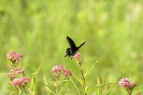 A black butterfly perched on pink flowers against a blurred green background.