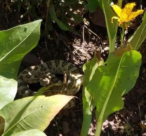 A patterned snake partially hidden among green leaves and a yellow flower in a natural setting.