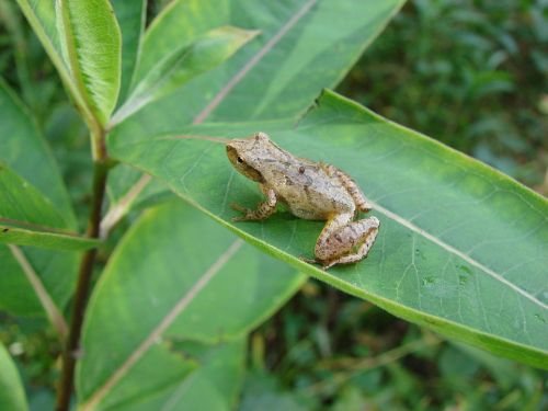 A small brown frog perched on a green leaf in a lush, natural setting.