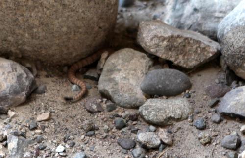 A small snake slithering among rocks and pebbles on the ground.