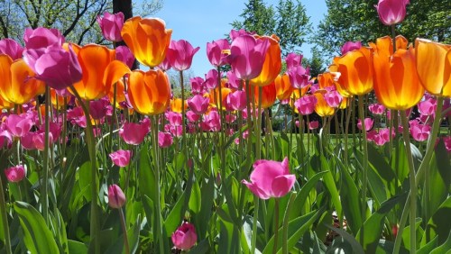 A vibrant garden filled with pink and orange tulips under a clear blue sky.