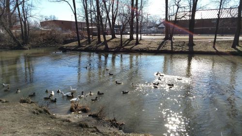 A serene pond with ducks swimming, surrounded by trees and sunlight reflecting on the water's surface.