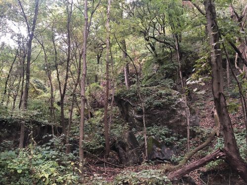 Lush green forest with tall trees, rocky outcrops, and dense undergrowth, creating a serene natural landscape.