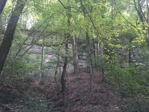 A dense forest with green trees and a rocky cliff in the background, creating a serene natural landscape.
