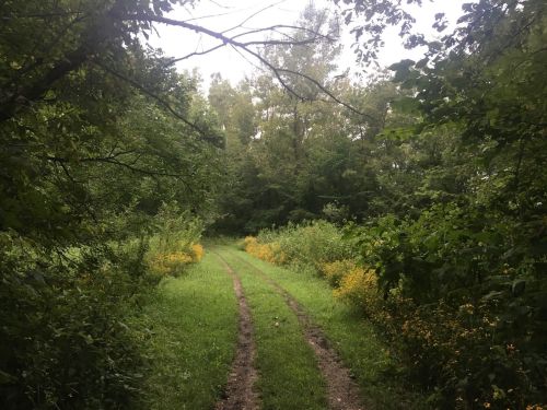 A dirt path winds through a lush green forest, bordered by wildflowers and dense foliage.