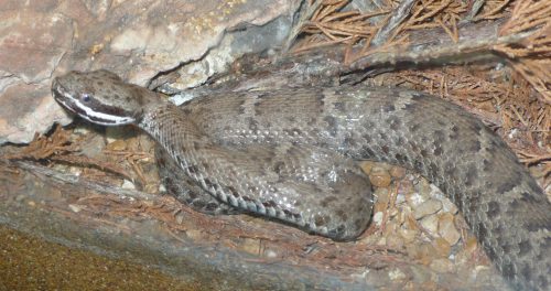 A brown snake with a patterned body resting among rocks and pine needles.