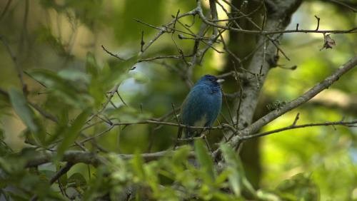 A small blue bird perched on a branch among green leaves in a natural setting.
