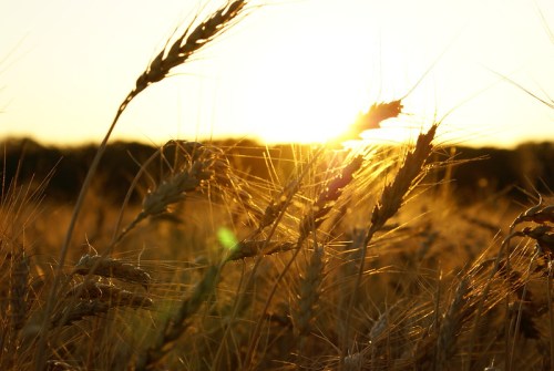 Golden wheat swaying in the breeze against a bright sunset backdrop.