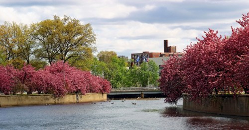 A serene river scene lined with blooming pink trees, with ducks swimming and a cloudy sky above.