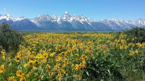 A vibrant field of yellow flowers in the foreground with snow-capped mountains in the background under a clear blue sky.