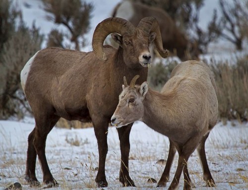 Two bighorn sheep stand in a snowy landscape, one with large curved horns and the other smaller and lighter in color.