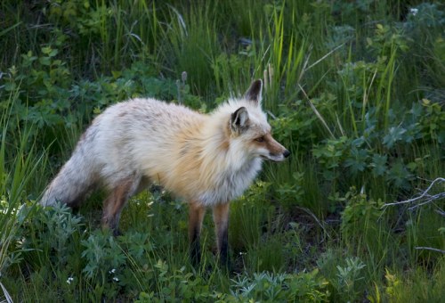 A fox with a fluffy coat stands alert in a lush green field, surrounded by tall grass and plants.