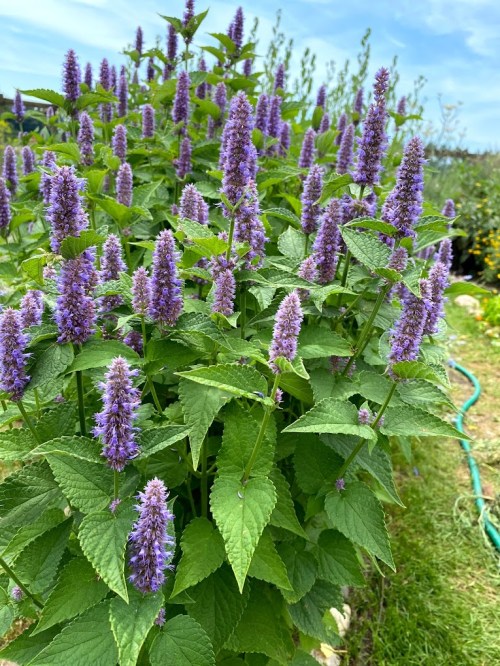 A lush garden filled with tall purple flowers surrounded by green leaves under a clear blue sky.