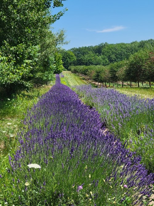A vibrant lavender field stretches down a sunny path, bordered by trees and greenery under a clear blue sky.