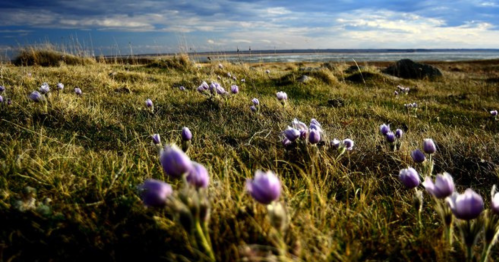 A field of purple flowers blooms on grassy terrain under a cloudy sky near a body of water.