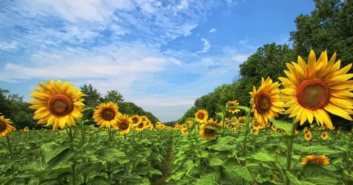 A vibrant field of sunflowers under a blue sky with scattered clouds, surrounded by lush greenery.