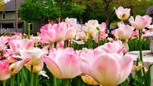 A vibrant field of pink and white tulips in full bloom, with green foliage and houses in the background.