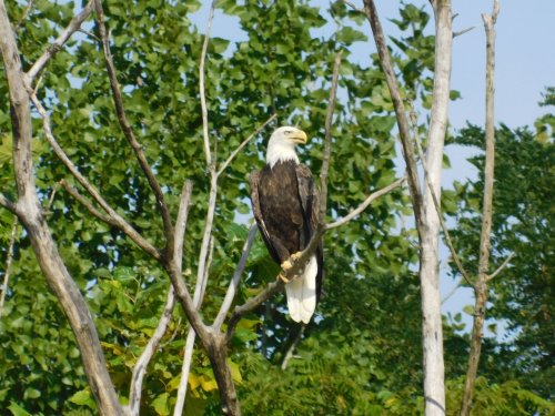A bald eagle perched on a tree branch, surrounded by green foliage under a clear blue sky.