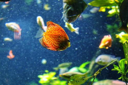 A vibrant orange and red fish swims among various other fish in a lush, underwater scene.