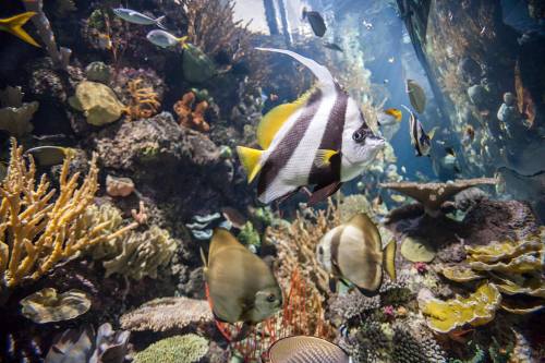 A vibrant underwater scene featuring various colorful fish swimming among coral reefs.