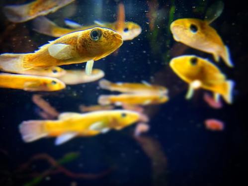 A group of yellow fish swimming in a dark aquarium, with bubbles and aquatic plants in the background.