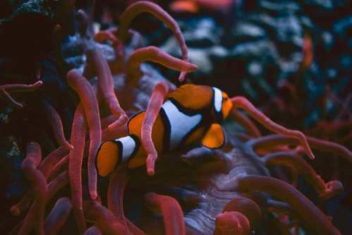 A clownfish swims among vibrant red anemone tentacles in a colorful underwater scene.