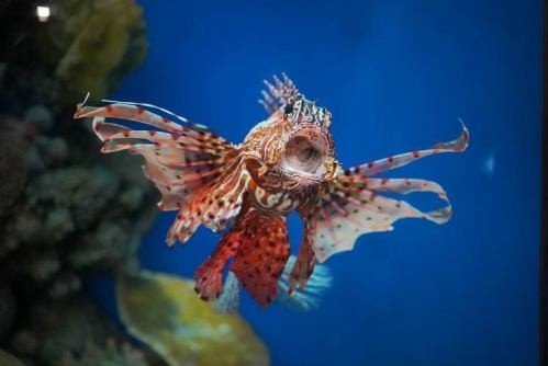 A vibrant lionfish swims gracefully in a blue aquarium, showcasing its striking red and white fins.
