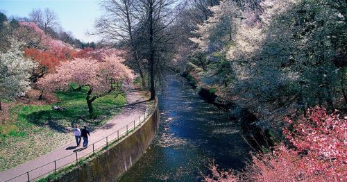 A serene park scene with blooming cherry trees along a winding river, where two people stroll on a path.