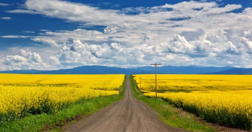 A dirt road stretches through vibrant yellow fields under a blue sky with fluffy clouds and distant mountains.