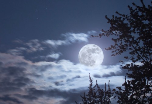 A bright full moon shines through wispy clouds, framed by silhouetted tree branches against a twilight sky.