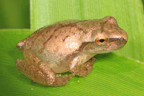 A small, brown frog perched on a green leaf, showcasing its smooth skin and round eyes.