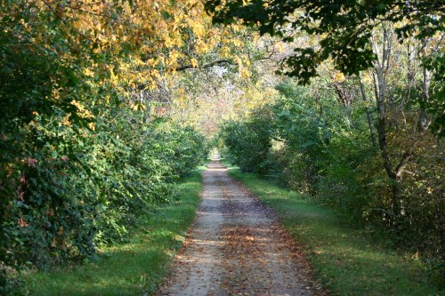 A serene, tree-lined path with autumn leaves, leading into a peaceful, green landscape.