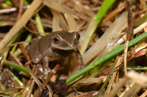 A small brown frog sitting among grass and dried leaves in a natural setting.