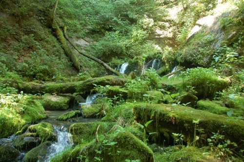 A serene forest scene featuring a small waterfall cascading over moss-covered rocks, surrounded by lush greenery.