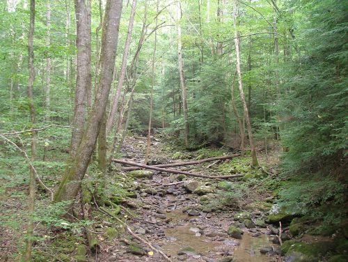 A serene forest scene with a rocky stream, surrounded by lush green trees and moss-covered logs.