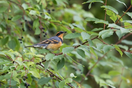 A small bird with orange and black plumage perched on green leaves, surrounded by dark berries.