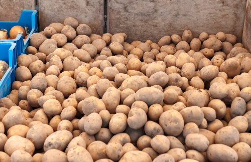 A large pile of unwashed potatoes in a market display, with some in blue crates nearby.