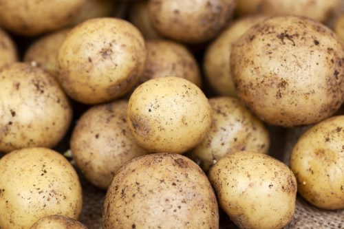 A close-up of a pile of small, unwashed potatoes with a brown, earthy texture.