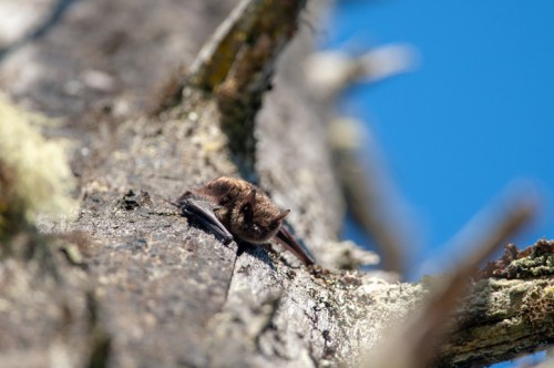 A small bat resting on a tree branch against a clear blue sky.