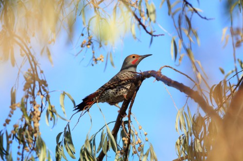 A bird with a spotted body and orange crown perched on a branch among green leaves against a blue sky.